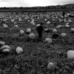 Eli Amongst the Pumpkins
