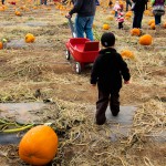 Heading in to the pumpkin patch!