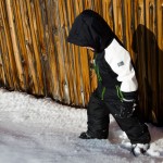 Walking by the Fence